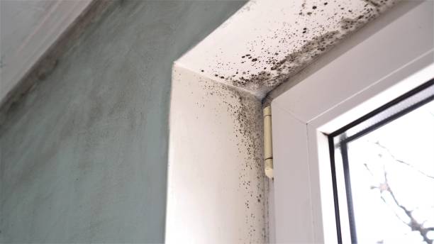 Best Residential Mold Removal  in Mechanicville, NY