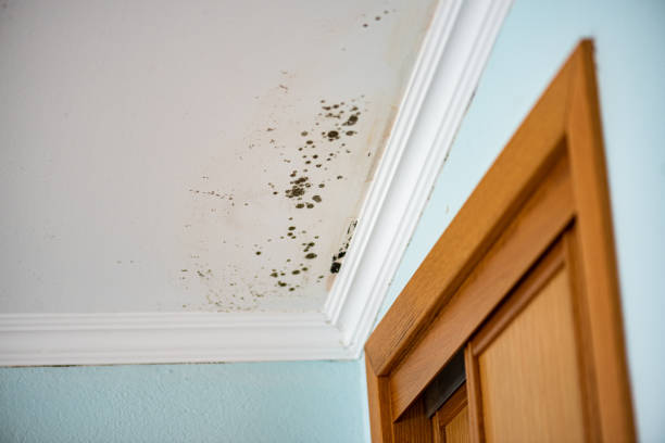 Best Certified Mold Removal  in Mechanicville, NY