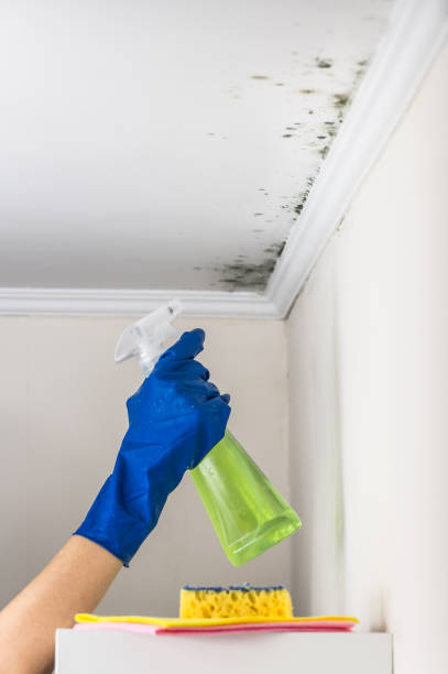 Best Mold Testing  in Mechanicville, NY