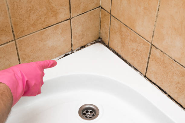 Best Best Mold Removal Companies  in Mechanicville, NY